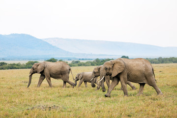 Naklejka premium Elephants in Africa