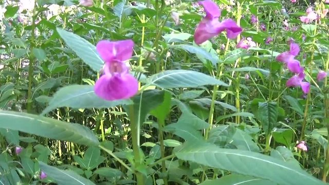 Impatiens glandulifera flower. Panorama with steadicam