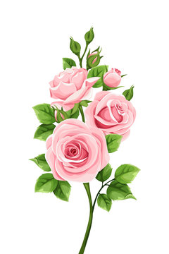 Vector branch of pink roses isolated on a white background.