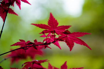 Maple Leaf