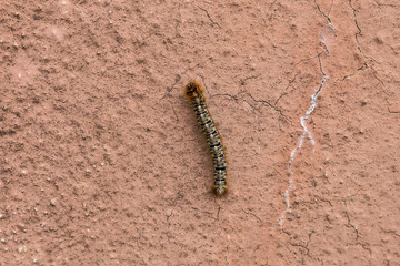 une chenille poilue de dos sur un terre sèche qui ressemble à un désert