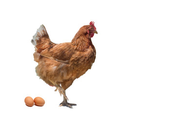 brown chicken and eggs isolated with white background