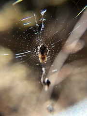 Spider web