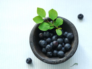 Blueberry - Blaubeere