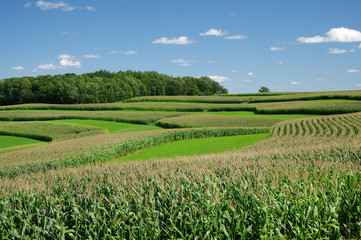 Contour Strip Farming: Rows of corn alternating with strips of small grain or hay follow the...