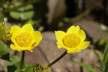 Sumpfdotterblume (Caltha palustris)