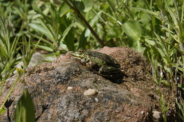 Teichfrosch ( Rana esculenta) sonnt sich auf einem Stein
