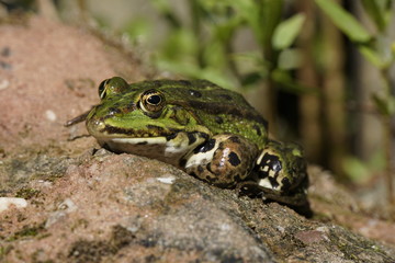 Teichfrosch ( Rana esculenta) sonnt sich auf einem Stein