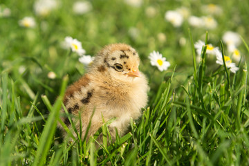 Zwerg Cochin Küken auf Wiese mit Gänseblümchen