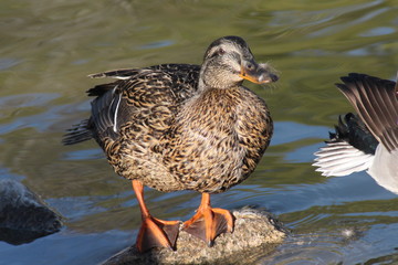 Feathered Duck