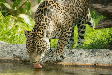 Fototapeta na wymiar Drinking Jaguar