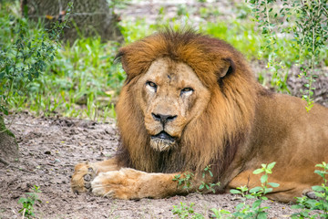 Fototapeta na wymiar Lion Stare