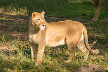 Lioness
