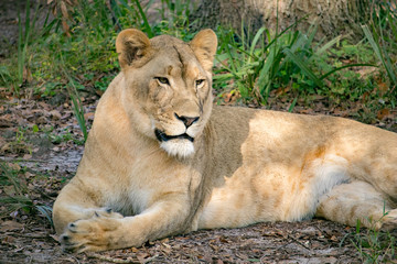 Patient Lioness