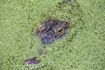 Naklejka premium Aligator in hiding