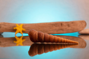 Sea shell in the form of a spiral on the background of objects that have long been in seawater, all on a turquoise background with reflection.
