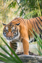 Obraz premium Beautiful Tiger