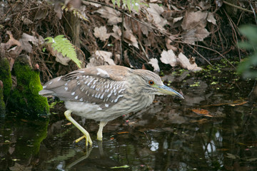 Fishing Heron