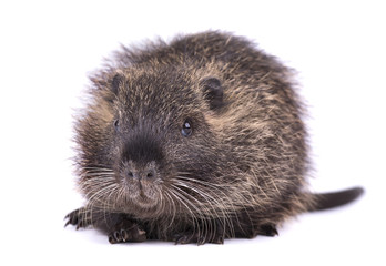 Baby nutria isolated on white background. One brown coypu (Myocastor coypus) isolated.