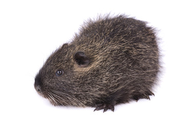 Baby nutria isolated on white background. One brown coypu (Myocastor coypus) isolated.