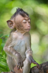 可愛いサル