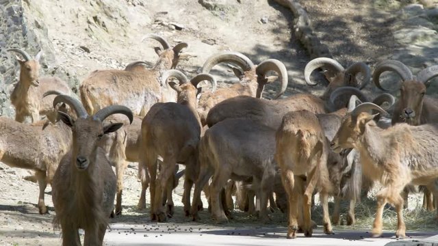 a Flock of Barbary sheeps (Ammotragus lervia) arruis