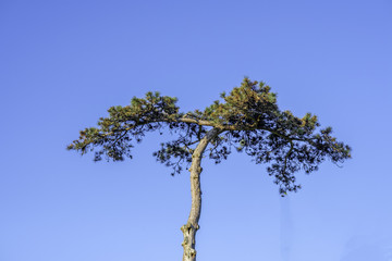 Fototapeta premium Lone Tree 