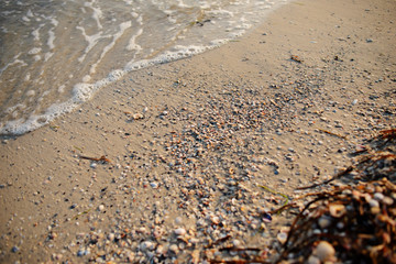 a wild beach and a pigeon sea water on a lovely sunny day