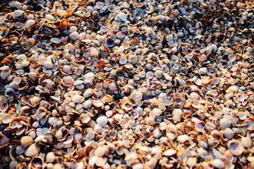Many shells are sold in the fresh market