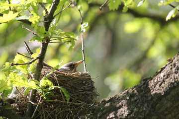 Fieldfare (Turdus pilaris) sitting on nest