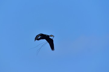 巣作りに励むカワウ