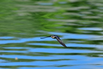 子ツバメの飛翔シーン