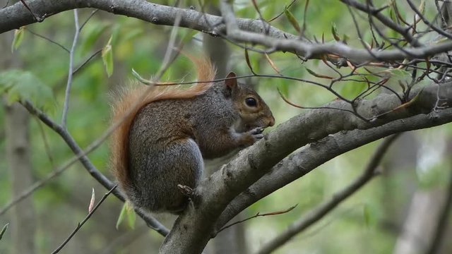 Fox squirrel eating