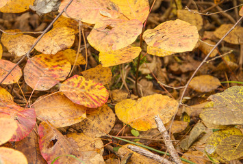 Some orange fall leaves, a beautyful mountain path with color of this season