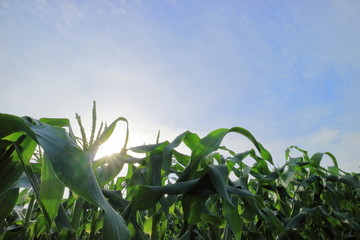 トウモロコシはたけ