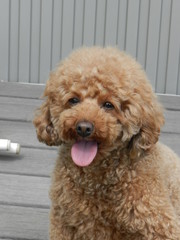 トイプードル