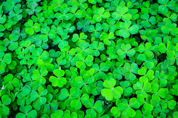 Green field of three leaf shamrocks ready for St. Patrick’s Day, as a background
