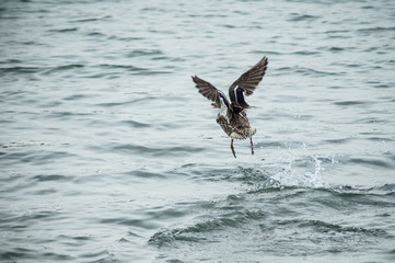 closeup of duck taking off on the lake