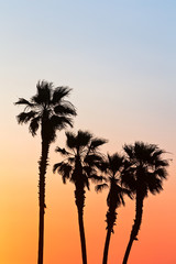 Fototapeta na wymiar Palm tree silhouette at sunset in Huntington Beach, California