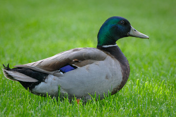 mallard duck
