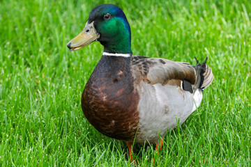 male mallard duck