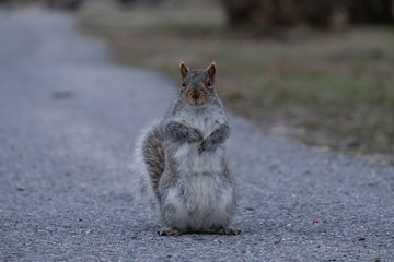 Standing squirrel
