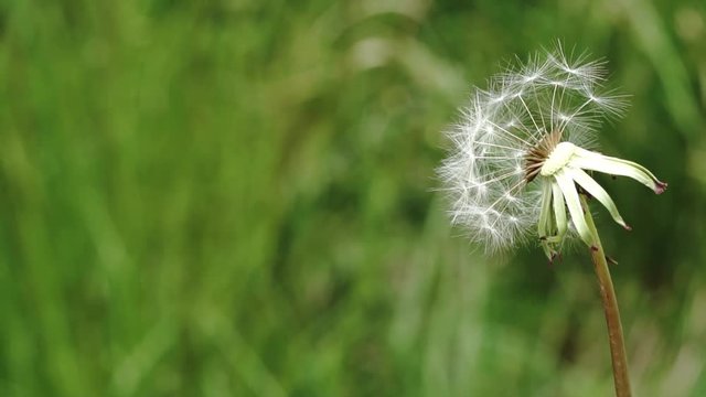 風に吹かれて舞い上がる綿毛