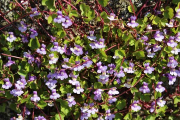 Tiny purple flowers bloom vine plant in late spring