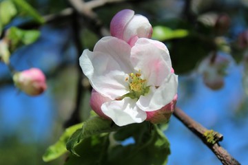 Branch with blossoming apple flowers in spring