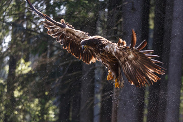 Seeadler im Flug