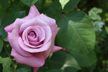 ピンクのバラ