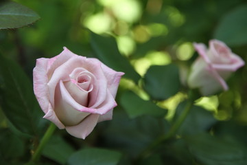 ピンクのバラ