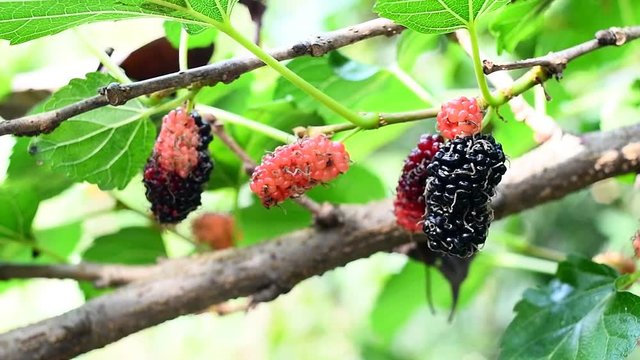 malberry fruit