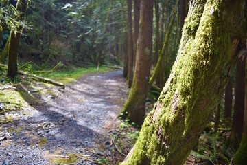 Lush green forest, plants and trees